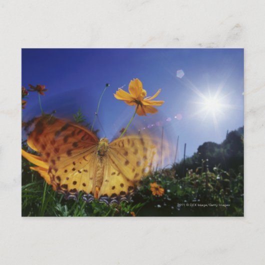 蝶のクローズアップ、羽ばたき ポストカード (正面)