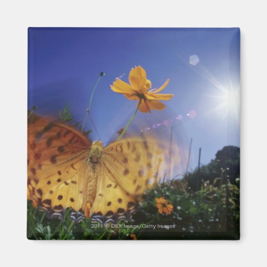 蝶のクローズアップ、羽ばたき マグネット (正面)