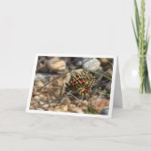 蝶のフェストオスペインのン カード (正面)