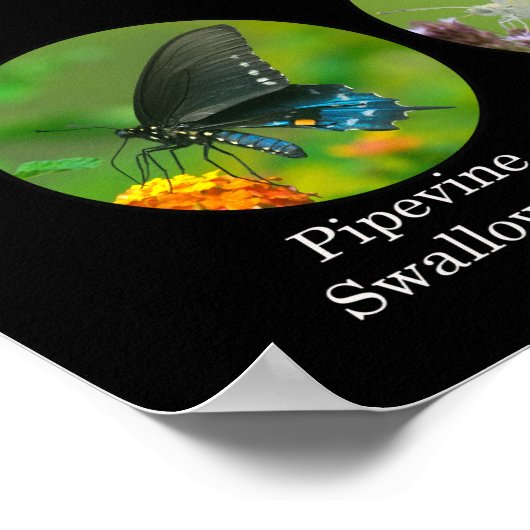 蝶のポスター ポスター (角)