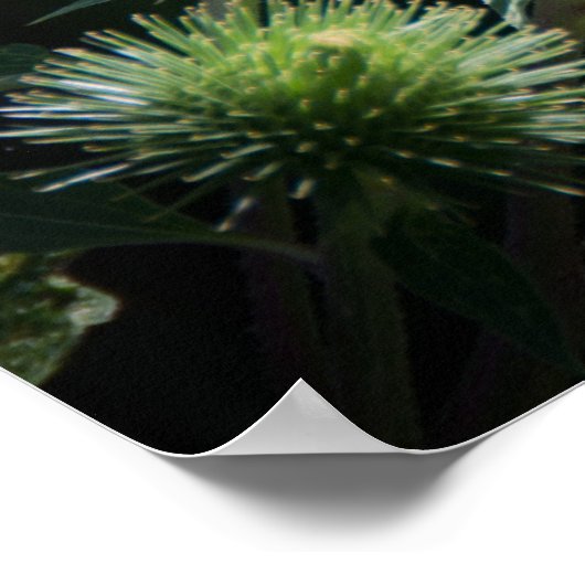 蝶のポスター ポスター (角)