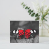 蝶のポストカード ポストカード (スタンド正面)