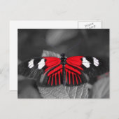 蝶のポストカード ポストカード (正面/裏面)