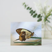 蝶のポストカード ポストカード (スタンド正面)