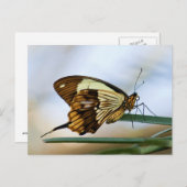 蝶のポストカード ポストカード (正面/裏面)