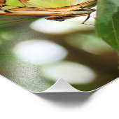 蝶のポーズをクローズアップ8x10 フォトプリント            (角)