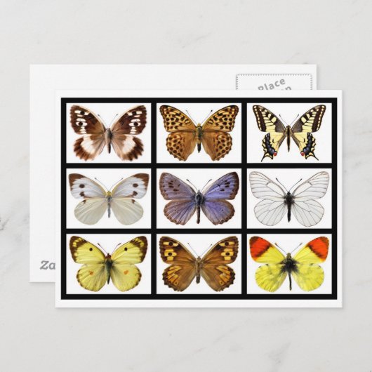 蝶のモザイク写真 ポストカード (正面/裏面)