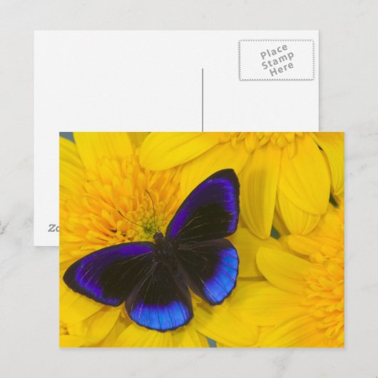 蝶の写真 ポストカード (正面/裏面)