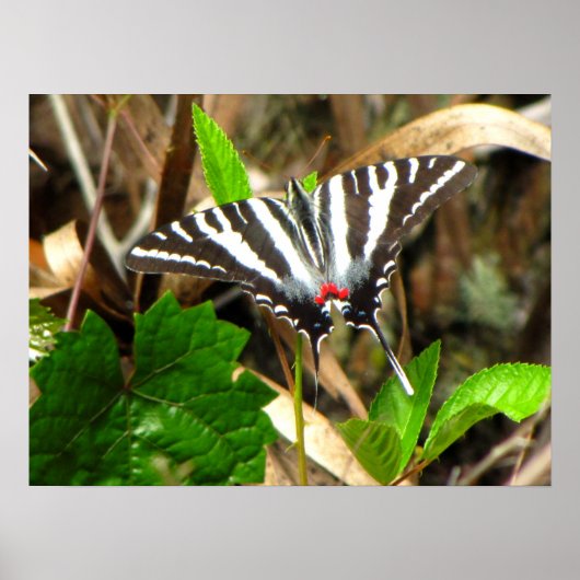 蝶の夢 ポスター (正面)