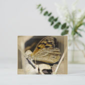 蝶の夢 ポストカード (スタンド正面)