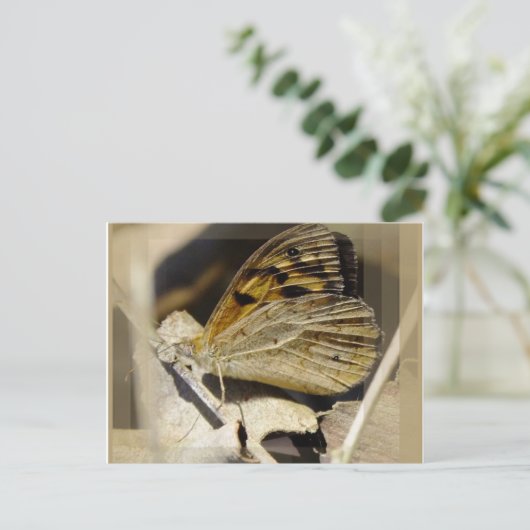 蝶の夢 ポストカード (スタンド正面)