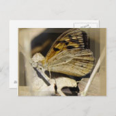 蝶の夢 ポストカード (正面/裏面)