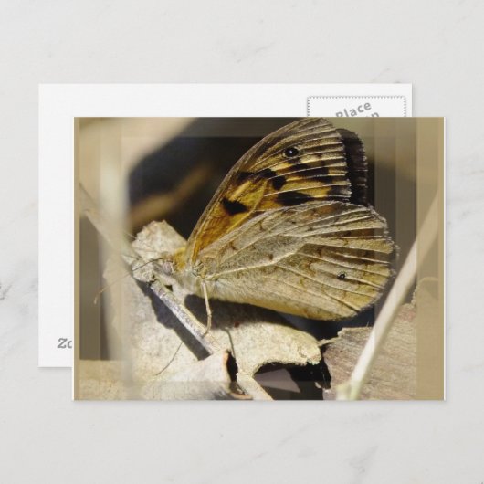 蝶の夢 ポストカード (正面/裏面)