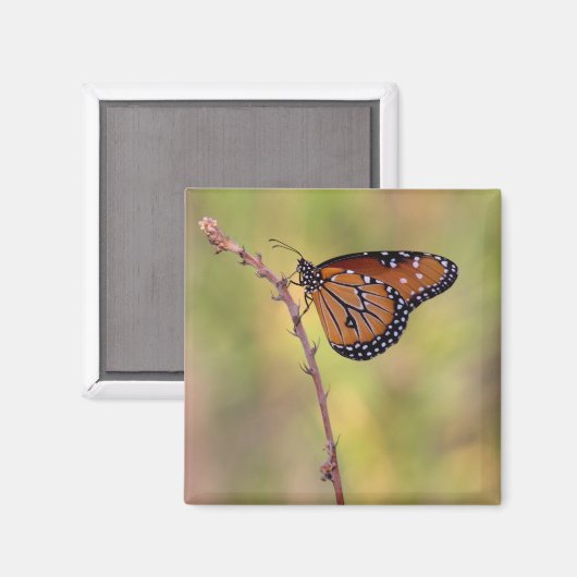 蝶の女王が光の中を照らす マグネット (正面/裏面)