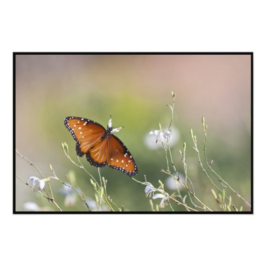 蝶の女王の明かり フォトプリント            (正面)