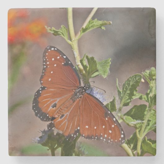 蝶の女王 ストーンコースター (正面)