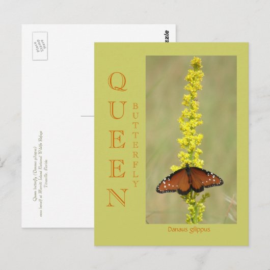 蝶の女王 ポストカード (正面/裏面)