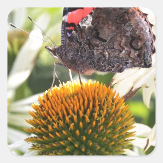 蝶の提督の花 スクエアシール (正面)