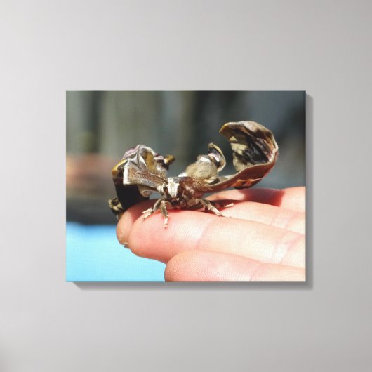 蝶の昆虫愛好家フォト独身のプリント キャンバスプリント (正面)