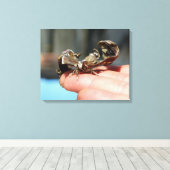 蝶の昆虫愛好家フォト独身のプリント キャンバスプリント (インサイチュ (ウッドフロア))