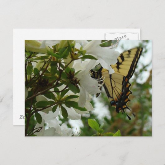 蝶の春 ポストカード (正面/裏面)