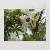 蝶の春 ポストカード (正面)