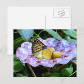 蝶の漫画 ポストカード (正面/裏面)
