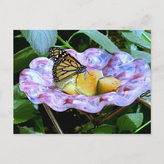 蝶の漫画 ポストカード (正面)