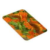 蝶の素晴らし上の急なフリチリャリ マグネット (右側)