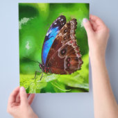 蝶の絵 チラシ (手)