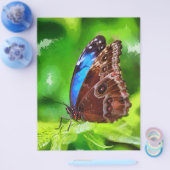 蝶の絵 チラシ (シングル)
