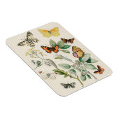 蝶の美しいヴィンテージイラストレーション マグネット (右側)