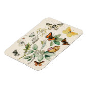 蝶の美しいヴィンテージイラストレーション マグネット (左側)