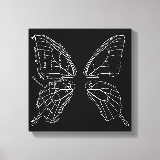 蝶の羽のヴィンテージ図 キャンバスプリント (正面)