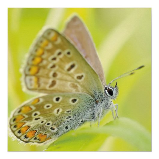 蝶の花が愛の運命のシャワー ポスター (正面)