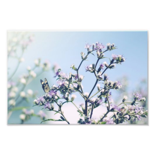 蝶の花の枝 フォトプリント            (正面)