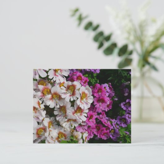 蝶の花ホワイトピンクと紫 ポストカード (スタンド正面)