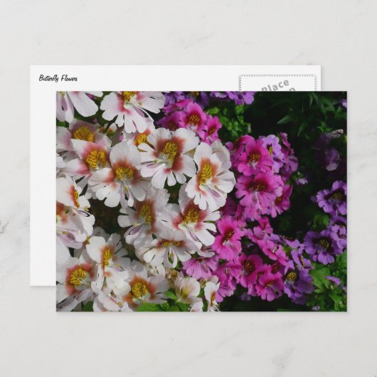 蝶の花ホワイトピンクと紫 ポストカード (正面/裏面)