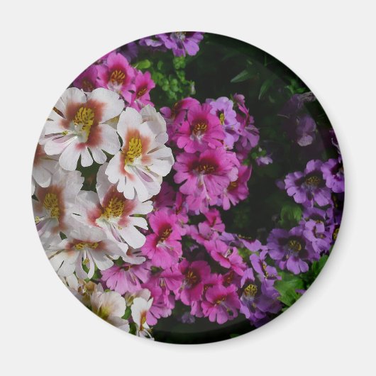 蝶の花ホワイトピンクと紫 マグネット (正面)