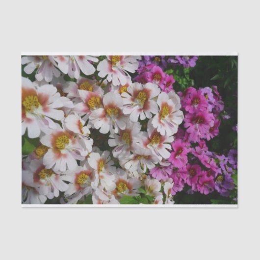 蝶の花ホワイトピンクと紫 薄葉紙 (正面)