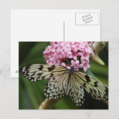 蝶の花2 ポストカード (正面/裏面)