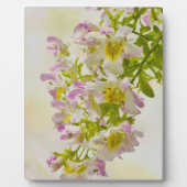 蝶の花 フォトプラーク (正面)