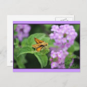 蝶の花 ポストカード (正面/裏面)