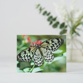 蝶の花 ポストカード (スタンド正面)