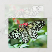 蝶の花 ポストカード (正面/裏面)