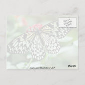 蝶の花 ポストカード (裏面)