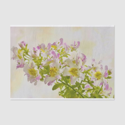 蝶の花 薄葉紙 (正面)