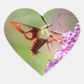 蝶の茂みの上のハミングバード蛾 ハートシール (正面)