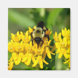 蝶の草の花で食事をする蜂 マグネット