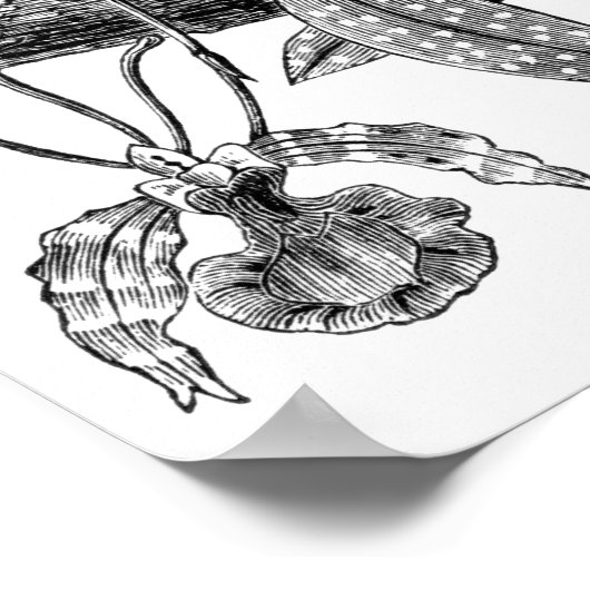 蝶の蘭 ポスター (角)